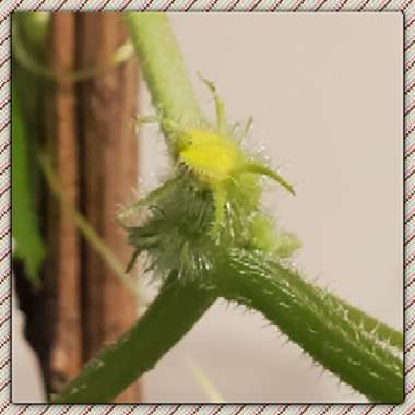 Cucumis sativus 'Straight Eight'
