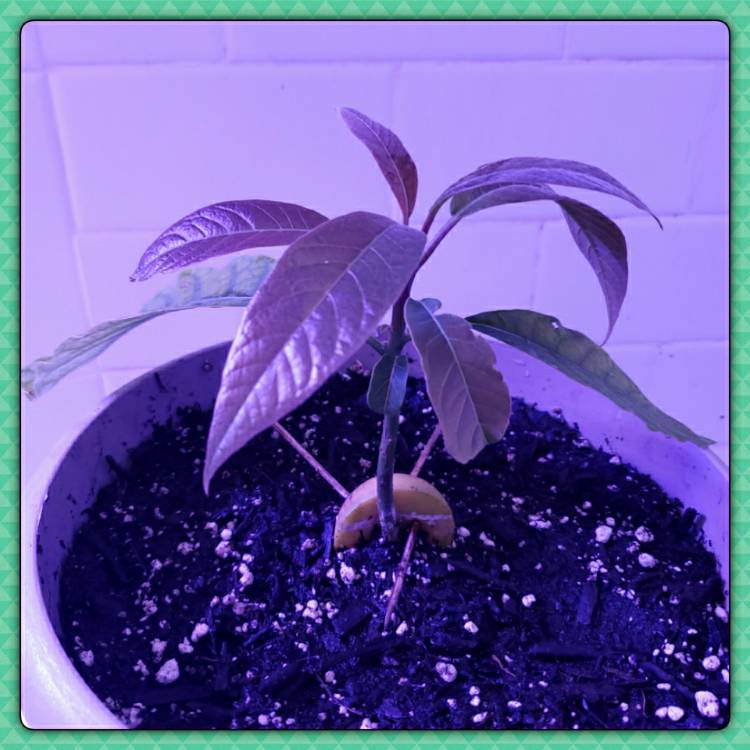 plant image 1296769 plant image 1296769