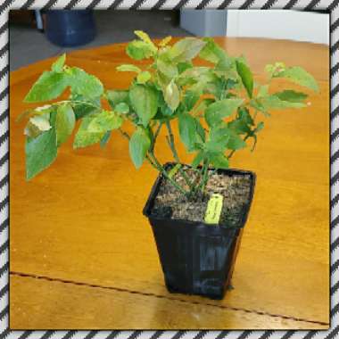 Vaccinium corymbosum 'Patriot'