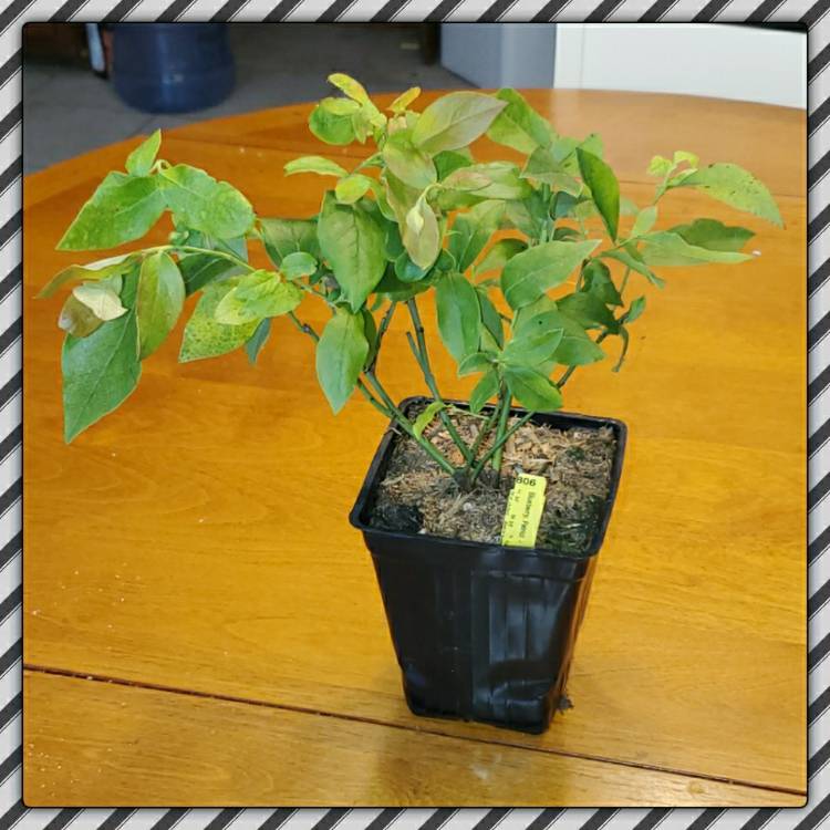 Plant image Vaccinium corymbosum 'Patriot'