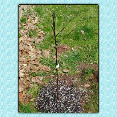 Malus domestica 'Pixie Crunch'