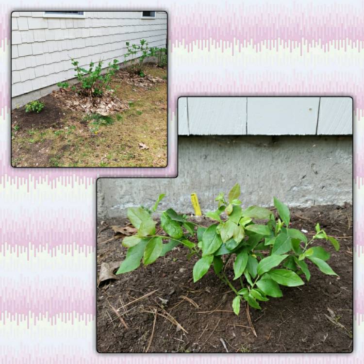 plant image 1301933