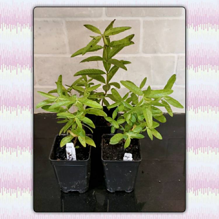 plant image 1305678