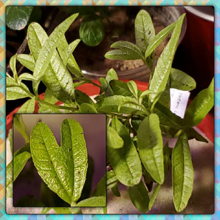 plant image 1308415