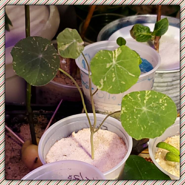 plant image 1314237
