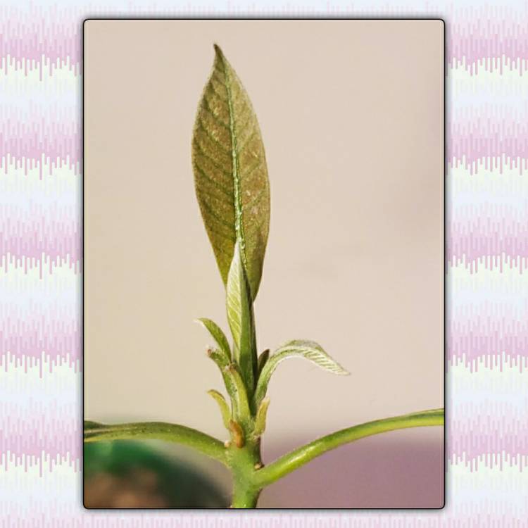 plant image 1315798 plant image 1315798