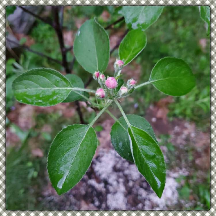 plant image 1320169 plant image 1320169