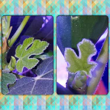Ficus carica 'Chicago Hardy' syn. Ficus carica 'Chicago', Ficus carica 'Hardy Chicago'