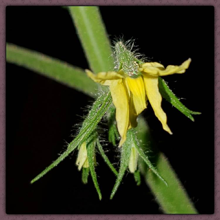 plant image 1339862
