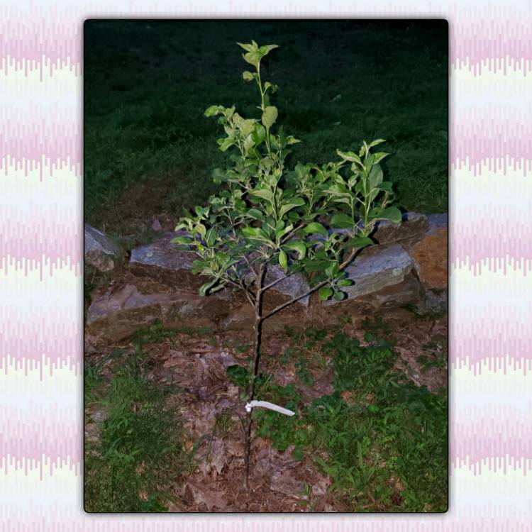 plant image 1354712 plant image 1354712