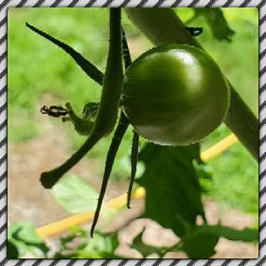 Solanum lycopersicum 'Chocolate Cherry'