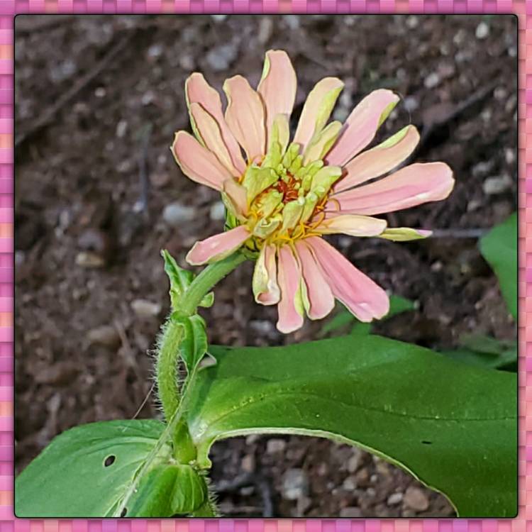 plant image 1360755