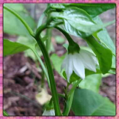 Capsicum annuum var. annuum (Grossum Group) 'Corno di Toro Rosso'