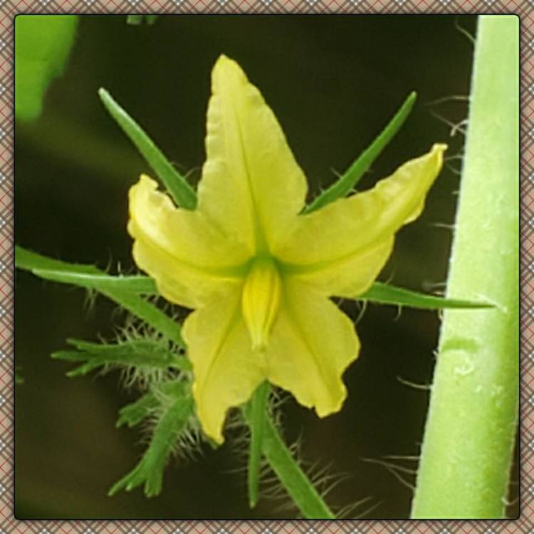 plant image 1366087