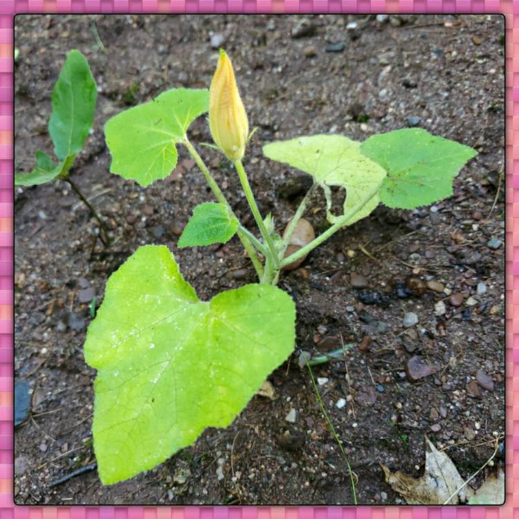 Plant image Cucumis melo var. cantalupensis 'Hale's Best Jumbo'