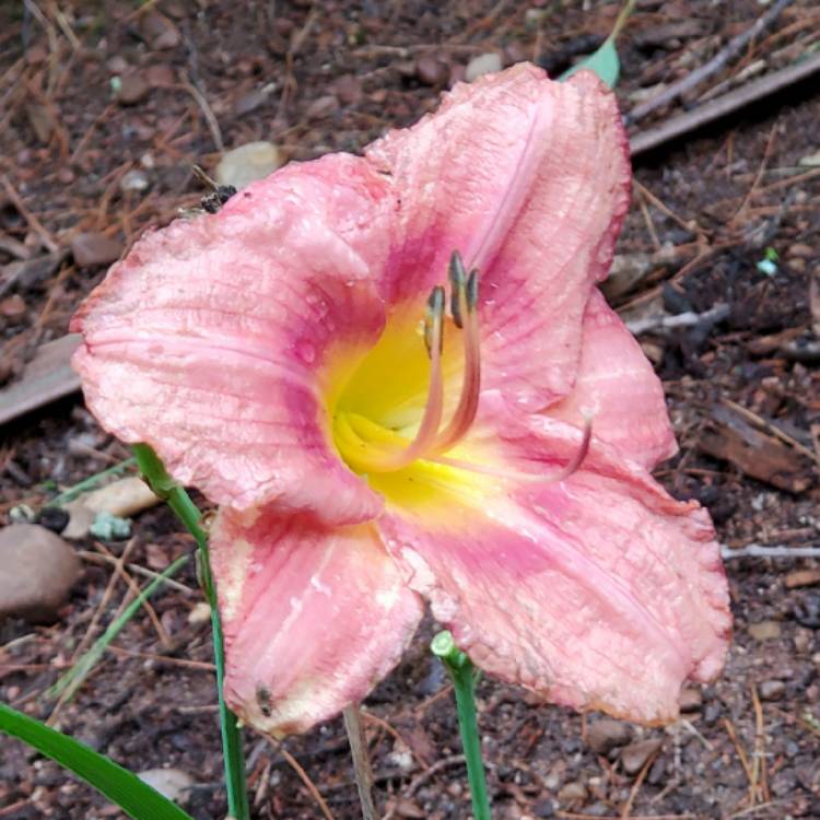 plant image 1369750 plant image 1369750