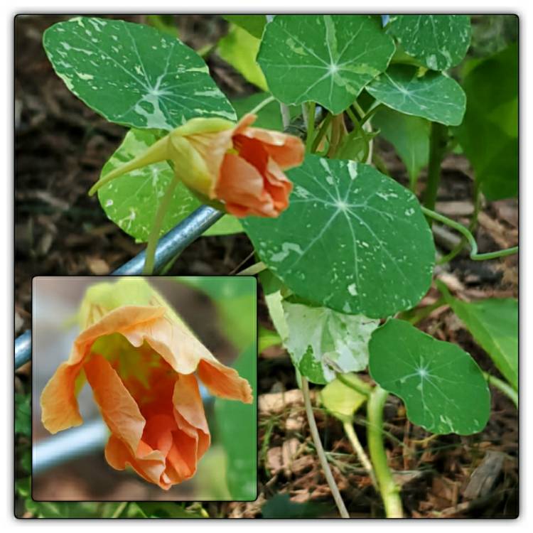 plant image 1370263