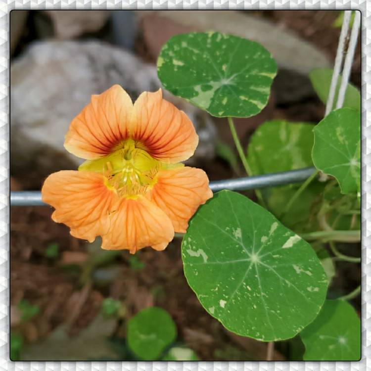 plant image 1370405