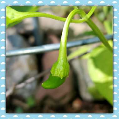 Capsicum annuum var. annuum (Grossum Group) 'Corno di Toro Rosso'