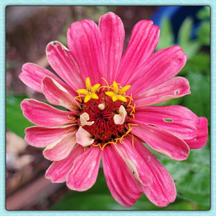 plant image 1376178