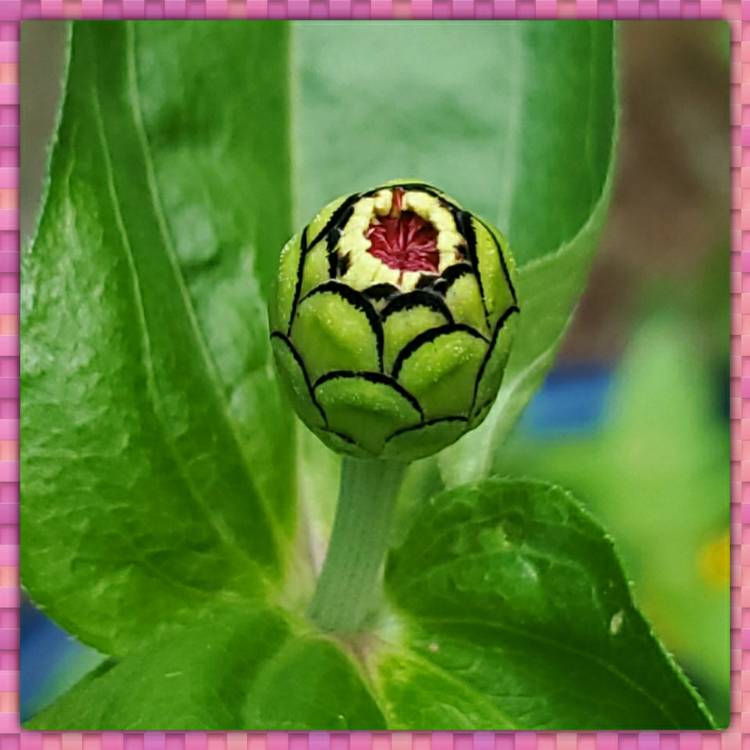 plant image 1377298