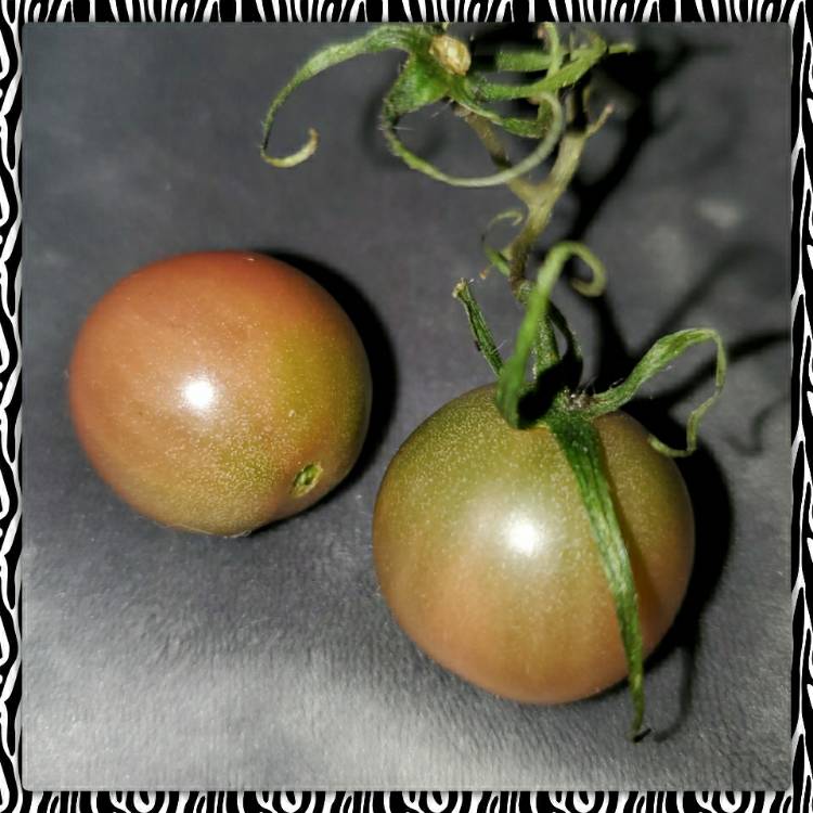 plant image 1377665