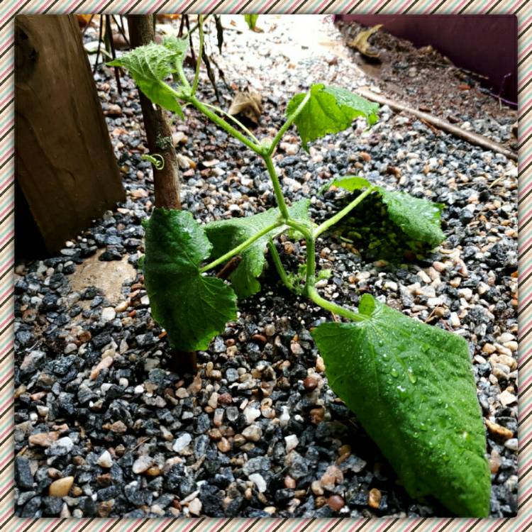 plant image 1377668