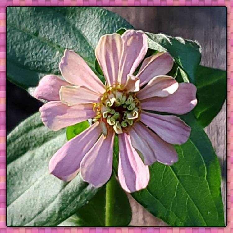 plant image 1389011