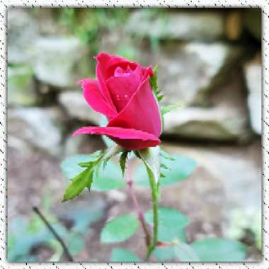 Rosa 'Radtko' syn. Rosa 'Double Knock Out'
