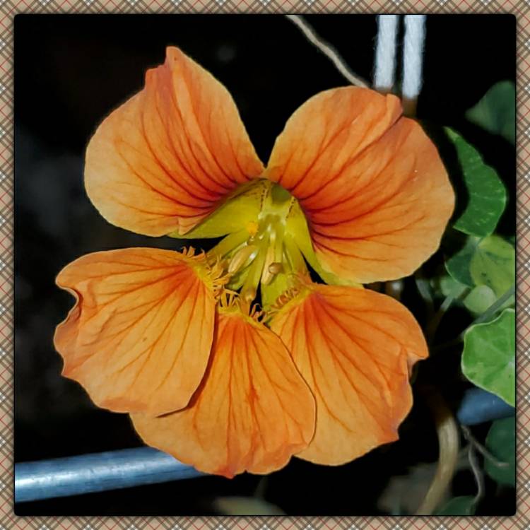 plant image 1391102
