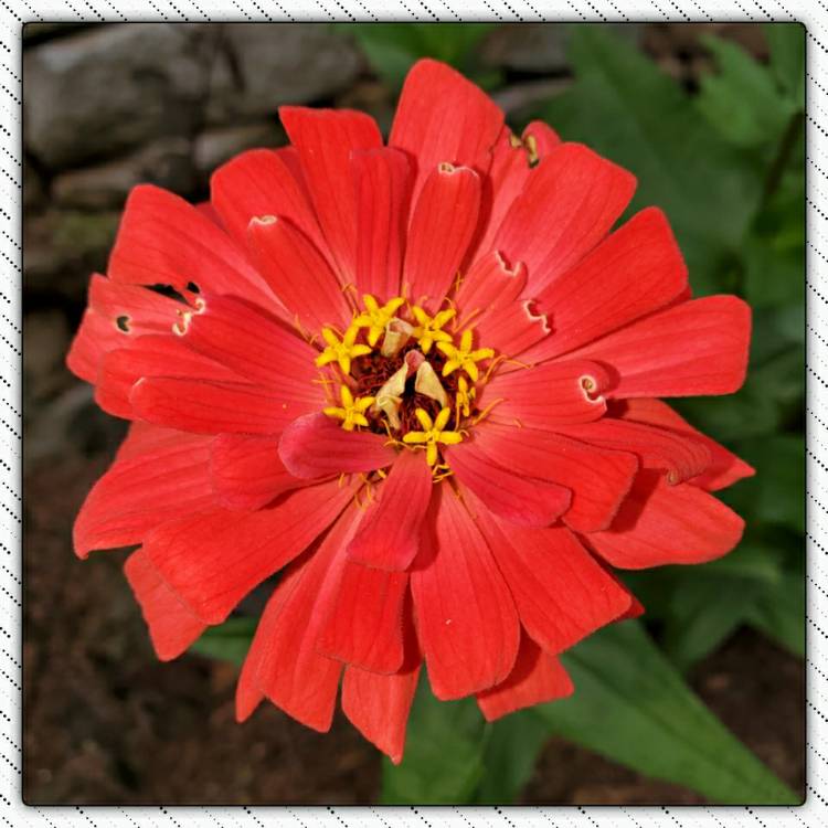 plant image 1396177