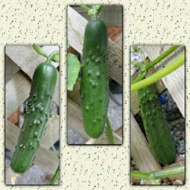 Cucumis sativus 'Straight Eight'