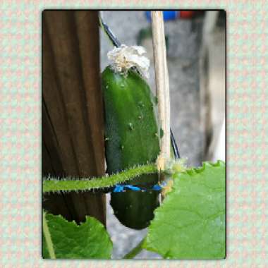 Cucumis Sativus 'Marketmore'