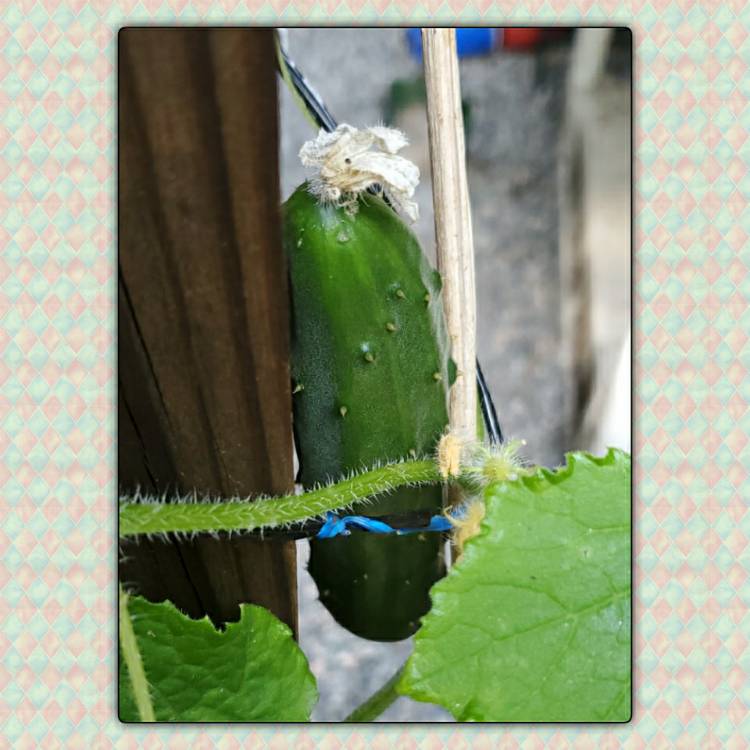 Plant image Cucumis Sativus 'Marketmore'