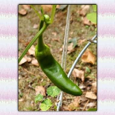 Capsicum annuum var. annuum (Grossum Group) 'Corno di Toro Rosso'
