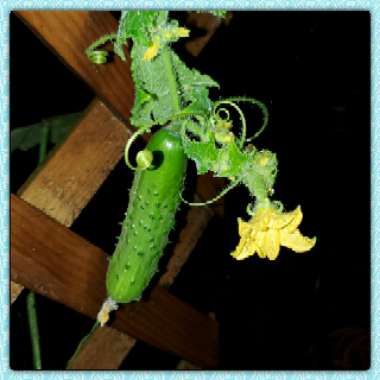 Cucumis sativus 'Straight Eight'