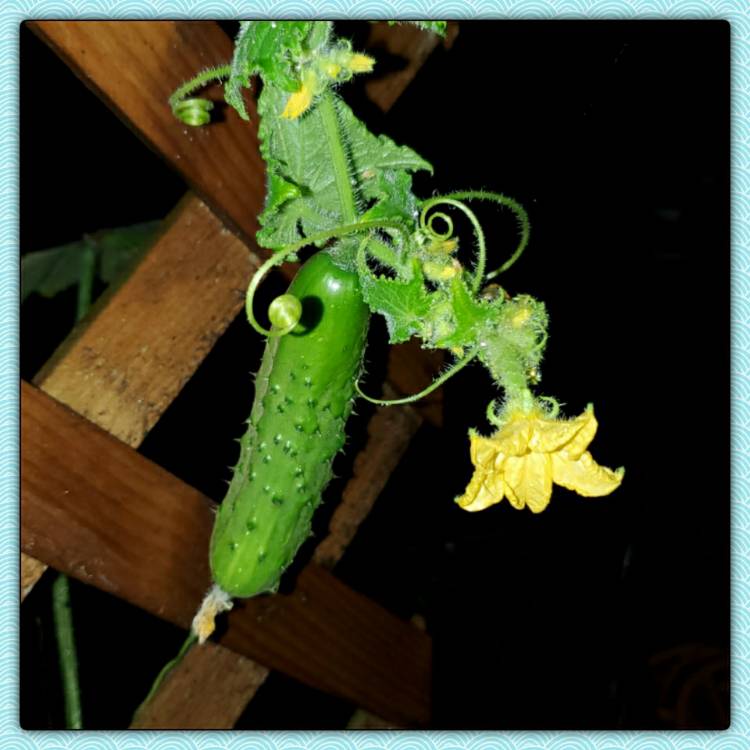 plant image 1412138 plant image 1412138