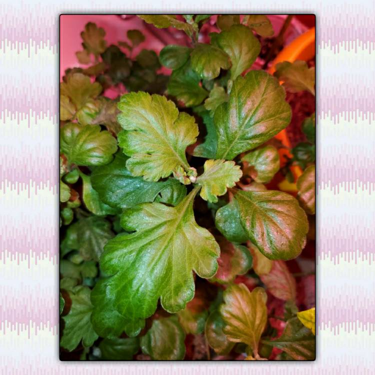 plant image 1419755 plant image 1419755