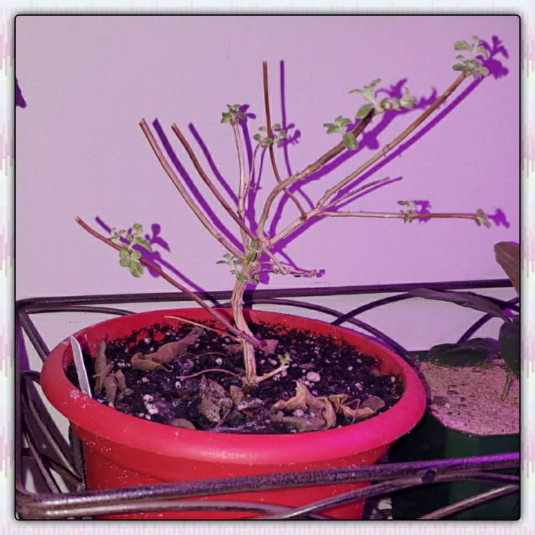 plant image 1420008