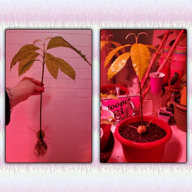 Plant image Persea americana  syn. Persea gratissima