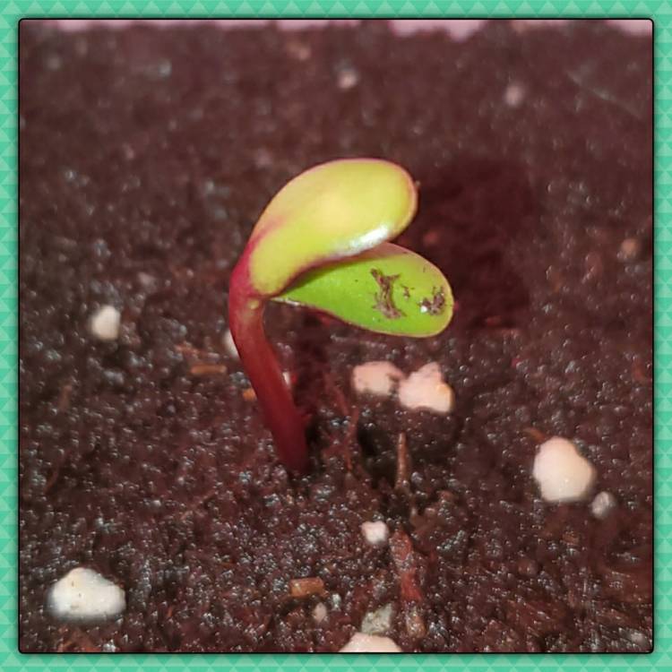 plant image 1427031