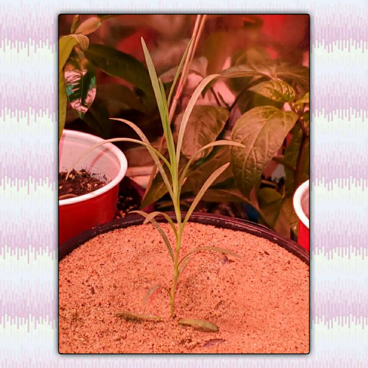 plant image 1428533