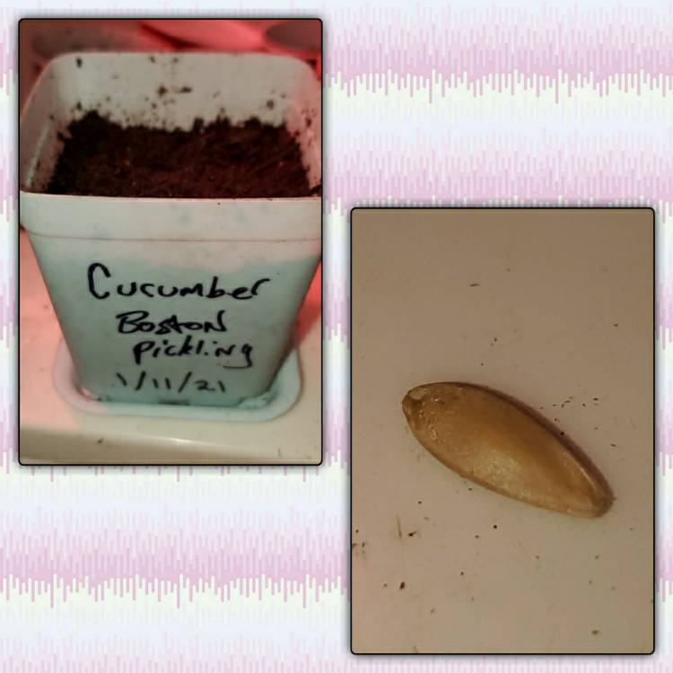 Plant image Cucumis sativus 'Boston Pickling'