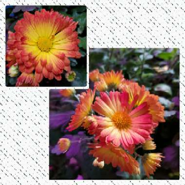 Chrysanthemum 'Dazzling Stacy Orange'