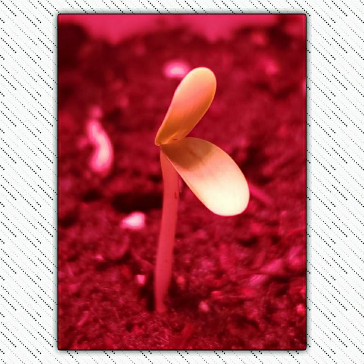 plant image 1433882