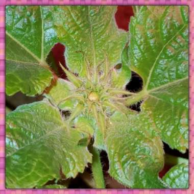 Helianthus annuus 'Firecracker'