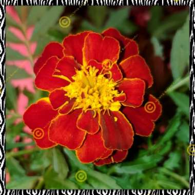 Tagetes patula hybrids