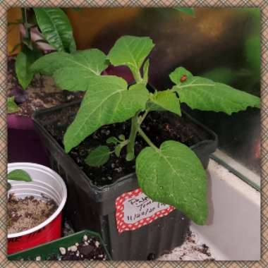Physalis philadelphica 'Verde'