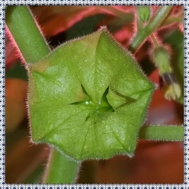 Plant image Physalis philadelphica 'Verde'