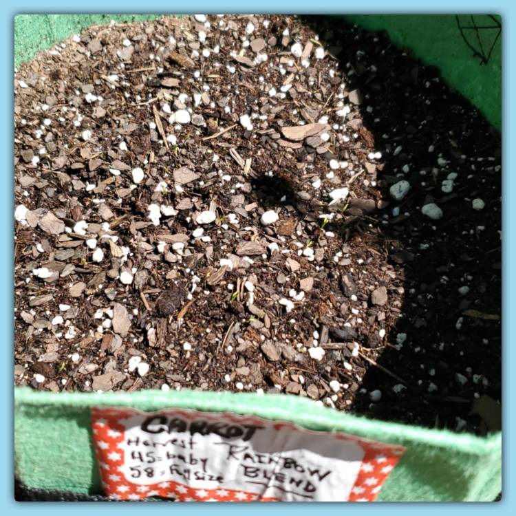 plant image 1456757